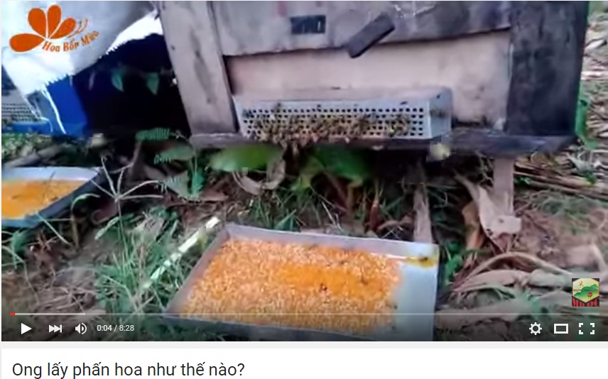 Ong lấy phấn hoa như thế nào?