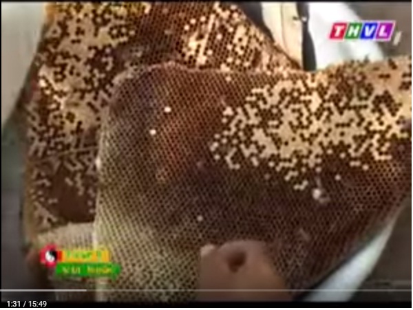 Mật ong Sữa ong chúa Cách phân biệt và công dụng